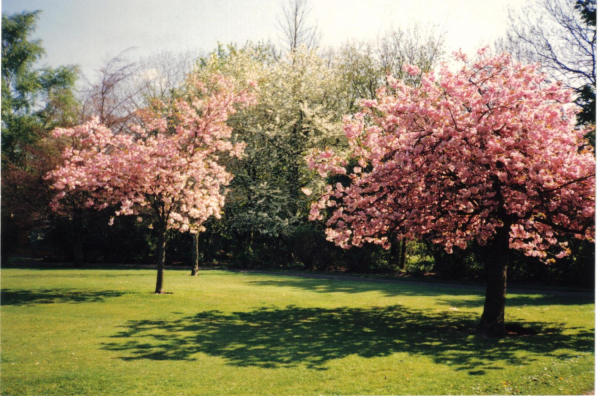 Spring blossoms in Nuttall Park
14-Leisure-01-Parks and Gardens-001-Nuttall Park General
Keywords: 1988