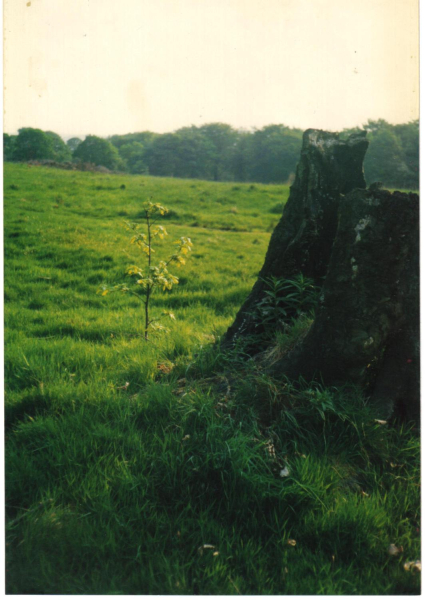 Old and new tree  next to each other 
19-Animals and Plants-01-General-000-General
Keywords: 1989