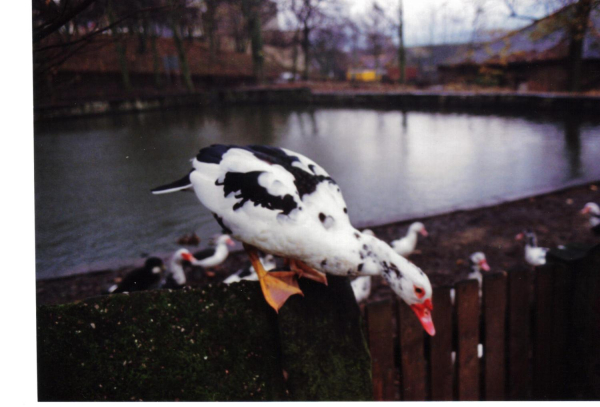 Duck on Springwood Lodge 
17-Buildings and the Urban Environment-05-Street Scenes-006-Carr Street and Tanners area
Keywords: 1990