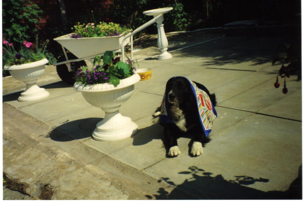 Too hot for me! - a dog in the garden with a towel on its' head 
19-Animals and Plants-01-General-000-General

Keywords: 1990