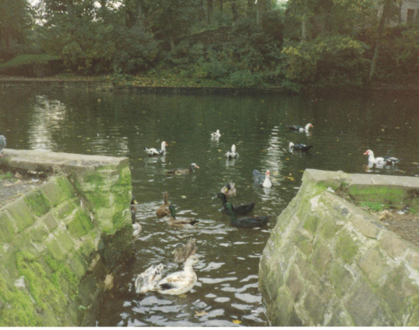 Wildfowl on Kay Brow Lodge 
17-Buildings and the Urban Environment-05-Street Scenes-006-Carr Street and Tanners area

Keywords: 1990