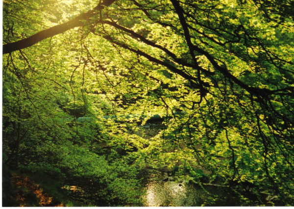 The River Irwell at Summerseat dominated by Trees 
17-Buildings and the Urban Environment-05-Street Scenes-028-Summerseat Area
Keywords: 1990