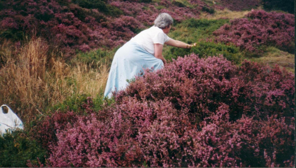 picking whinberries in the heather on Holcome Hill 
18-Agriculture and the Natural Environment-03-Topography and Landscapes-001-Holcombe Hill

Keywords: 1990