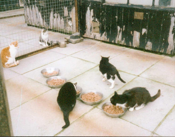 '' Feeding time '' - cats at Bleakholt 
19-Animals and Plants-01-General-001-Bleakholt Animal Sanctuary
Keywords: 1991