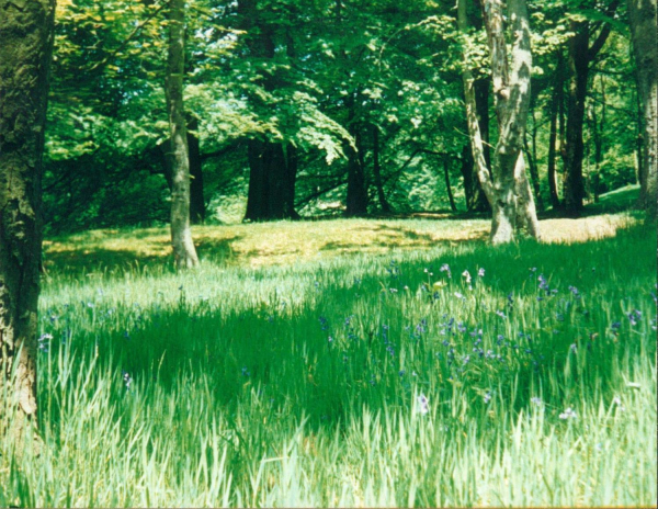 Bluebells  unknown location
19-Animals and Plants-01-General-000-General
Keywords: 1991