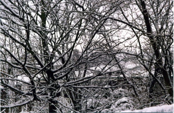 Trees in Winter - unknown location
19-Animals and Plants-01-General-000-General
Keywords: 1994