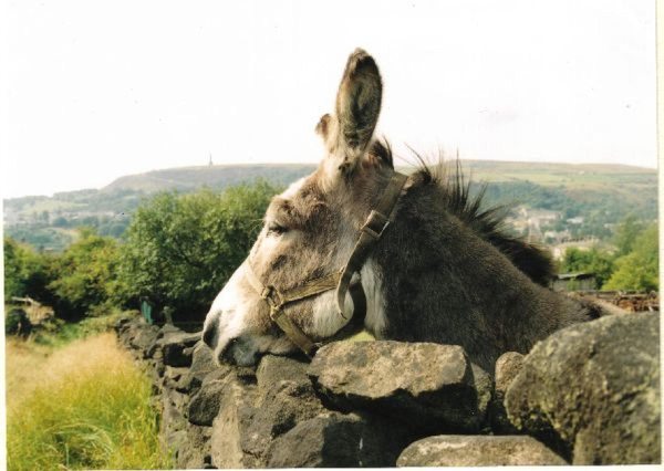 Donkey 
19-Animals and Plants-01-General-000-General
Keywords: 1995