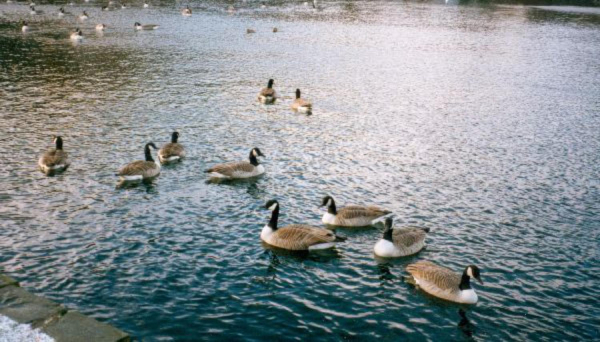 Canada geese on Springwood Lodge 
17-Buildings and the Urban Environment-05-Street Scenes-006-Carr Street and Tanners area
Keywords: 1996