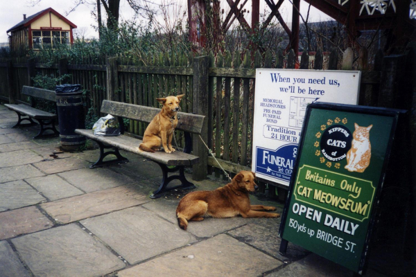 Ramsbottom Station - 'Waiting for Master' 
19-Animals and Plants-01-General-000-General

Keywords: 1999