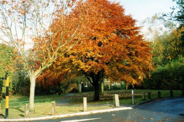 Tree in Nuttall Park
14-Leisure-01-Parks and Gardens-001-Nuttall Park General
Keywords: 2002