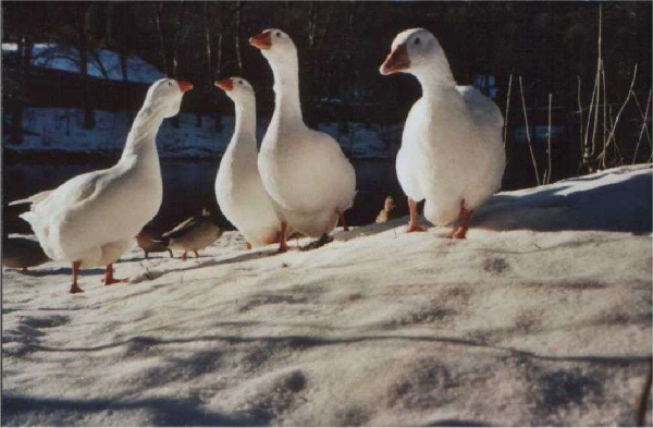 Ducks on Springwood Lodge 
17-Buildings and the Urban Environment-05-Street Scenes-006-Carr Street and Tanners area
Keywords: 2003