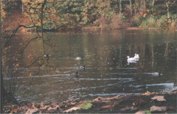 Autumn - ducks looking for breakfast
19-Animals and Plants-01-General-000-General
Keywords: 0