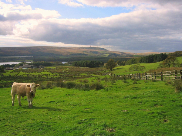 Holcombe moor looking towards Winter Hill
18-Agriculture and the Natural Environment-03-Topography and Landscapes-001-Holcombe Hill
Keywords: 2007