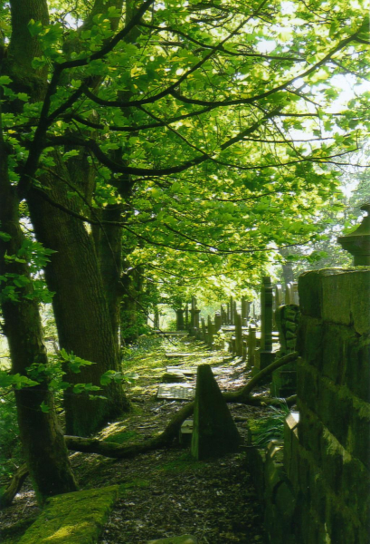 Tree lined view - unknown location
18-Agriculture and the Natural Environment-03-Topography and Landscapes-000-General

