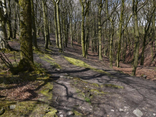 Buckden Wood, Holcombe Hill. Half way between the Tower and Robin Hoods Well 
18-Agriculture and the Natural Environment-03-Topography and Landscapes-001-Holcombe Hill
Keywords: 2015