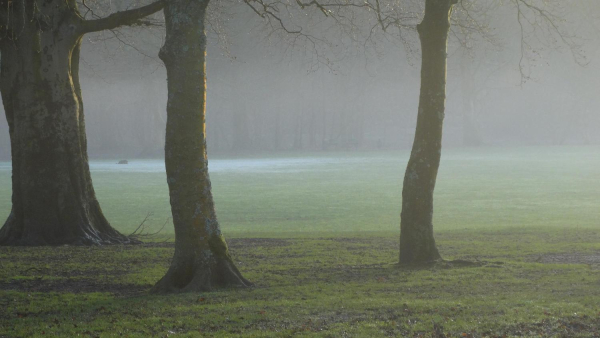 Winter dew in Nuttall Park
14-Leisure-01-Parks and Gardens-001-Nuttall Park General
Keywords: 2015