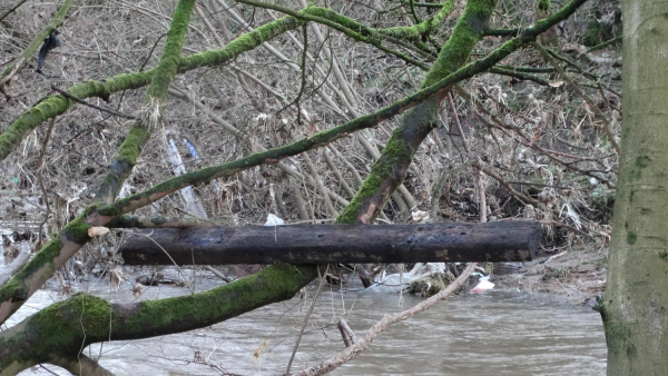 Sleeper from the Boules Court in Nuttall Park lodged in a tree after the Boxing Day floods
14-Leisure-01-Parks and Gardens-001-Nuttall Park General
Keywords: 2016