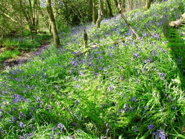 bluebells at strongstry 
19-Animals and Plants-01-General-000-General
Keywords: 2017