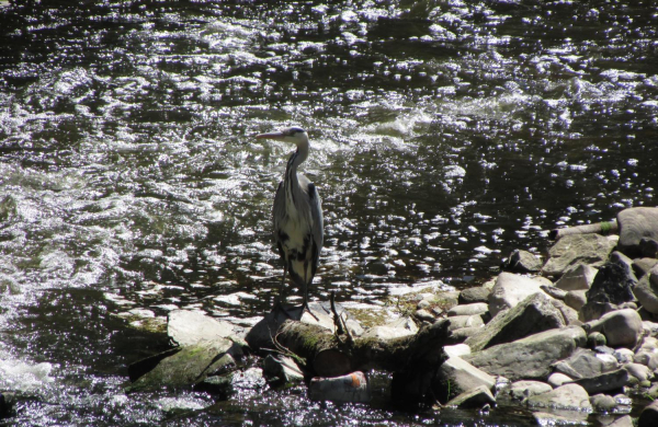 heron in the River Irwell at Summerseat 
17-Buildings and the Urban Environment-05-Street Scenes-028-Summerseat Area
Keywords: 2017