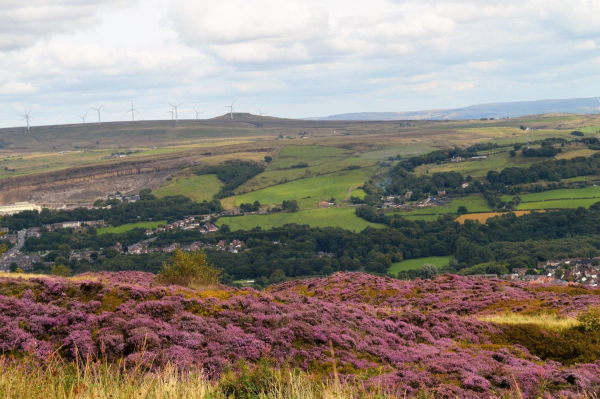 More heather on Holcombe 
19-Animals and Plants-01-General-000-General
Keywords: 2017