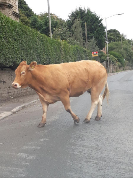 Cows going back to fields after milking Park Farm  
19-Animals and Plants-01-General-000-General
Keywords: 2018