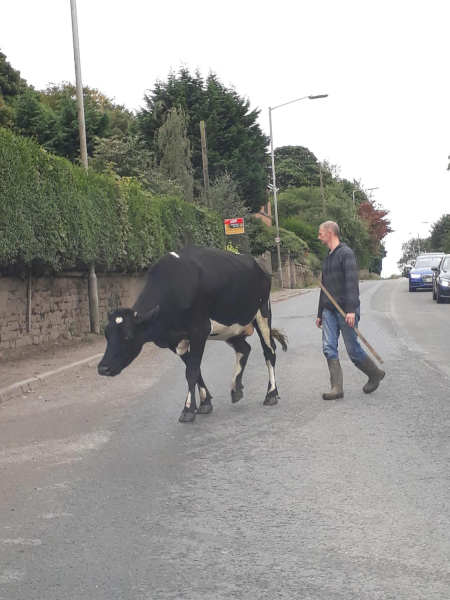 Cows going back to fields after milking Park Farm 
19-Animals and Plants-01-General-000-General
Keywords: 2018