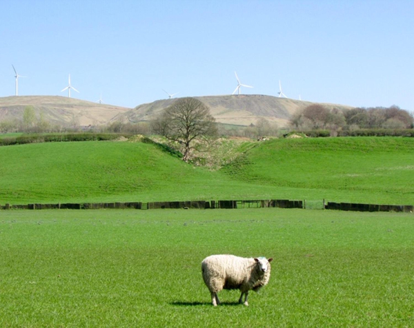 One lonely Sheep at Stubbins
17-Buildings and the Urban Environment-05-Street Scenes-027-Stubbins Lane and Stubbins area
Keywords: 2018