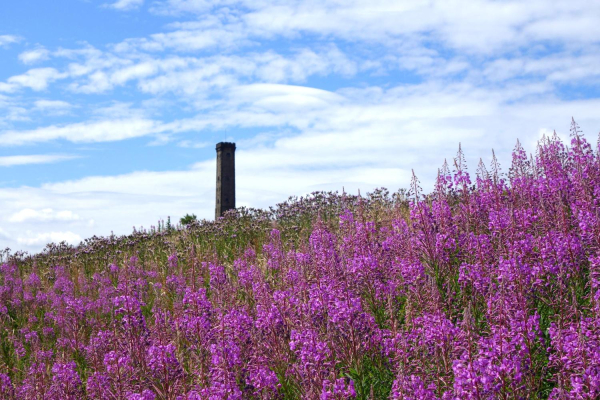 Rosebay Willowherb blooming on Holcome Hill 
19-Animals and Plants-01-General-000-General
Keywords: 2018