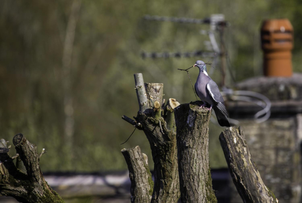  Olive Branch Bird ? Taken in Summerseat in July.
19-Animals and Plants-01-General-000-General
Keywords: 2019