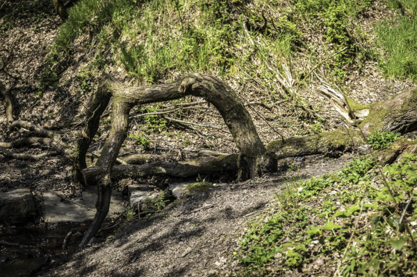 Tree Sculpture ? On the way through the woods at the back of Robin Road, taken in April. 
17-Buildings and the Urban Environment-05-Street Scenes-028-Summerseat Area
Keywords: 2019