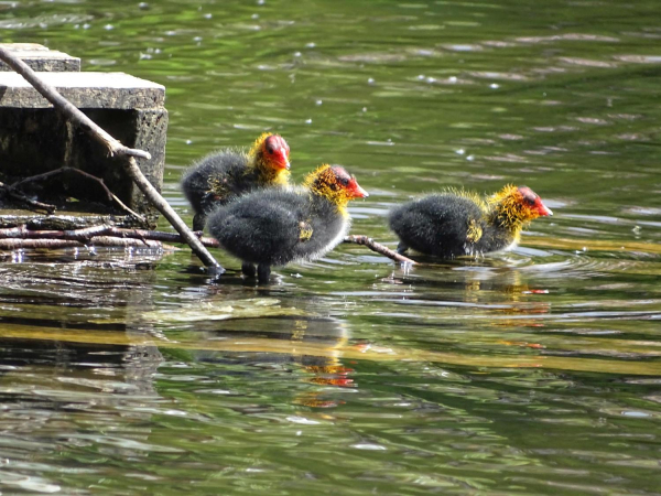 Ducks on Springwood Lodge 
17-Buildings and the Urban Environment-05-Street Scenes-006-Carr Street and Tanners area
Keywords: 2019