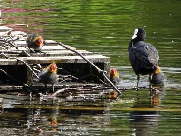 Ducks on Springwood Lodge 
17-Buildings and the Urban Environment-05-Street Scenes-006-Carr Street and Tanners area
Keywords: 2019