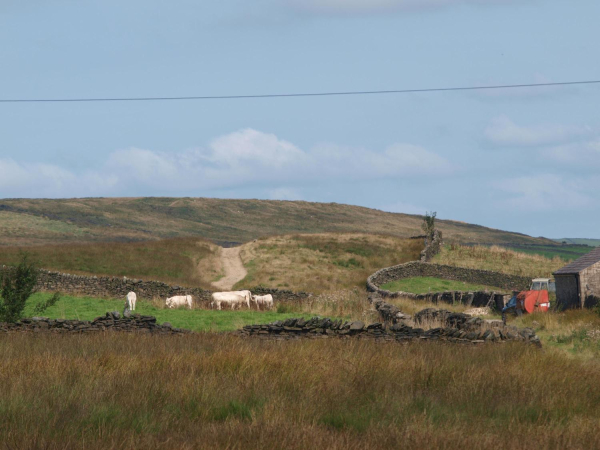 Cows on Holcombe Moor  
17-Buildings and the Urban Environment-05-Street Scenes-014-Holcombe Village
Keywords: 2021