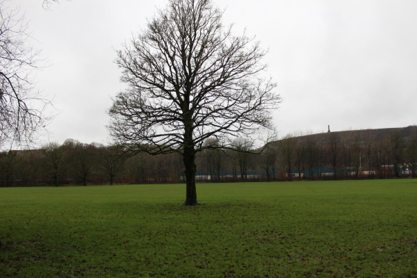 Tree in Nuttall Park 
14-Leisure-01-Parks and Gardens-001-Nuttall Park General
Keywords: 2023