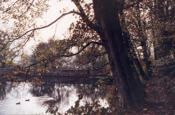 Springwood Lodge in October 
17-Buildings and the Urban Environment-05-Street Scenes-006-Carr Street and Tanners area
Keywords: 1990