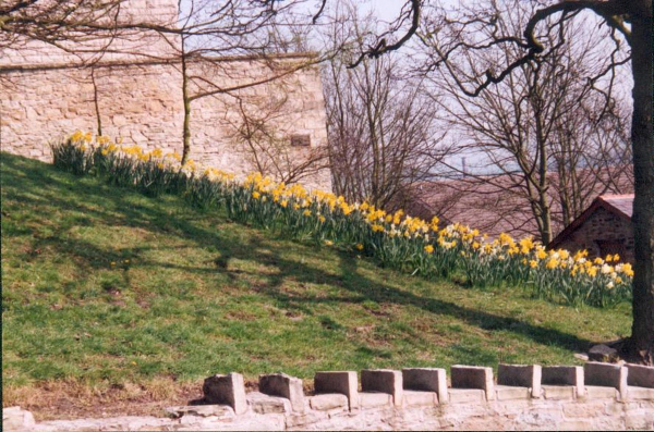 daffodils at an unknown location
19-Animals and Plants-01-General-000-General
Keywords: 1992