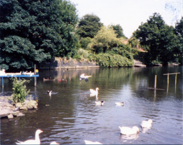 Heron in flight - Springwood Lodge 
17-Buildings and the Urban Environment-05-Street Scenes-006-Carr Street and Tanners area
Keywords: 1994