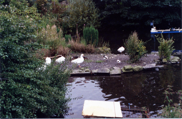 Springwood Lodge 
17-Buildings and the Urban Environment-05-Street Scenes-006-Carr Street and Tanners area
Keywords: 1994
