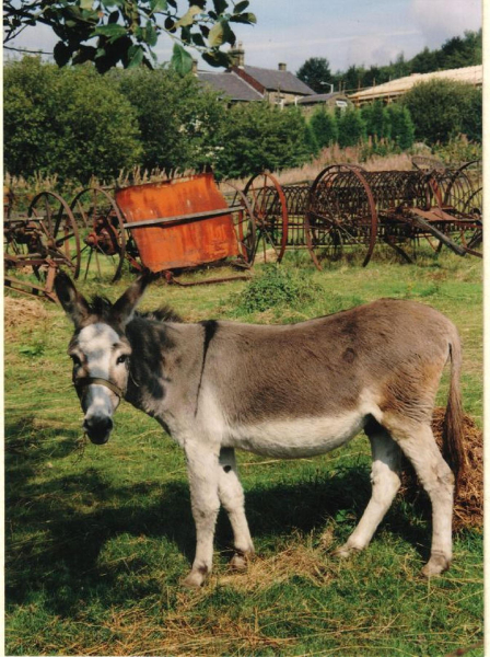 Donkey 
19-Animals and Plants-01-General-000-General
Keywords: 1995