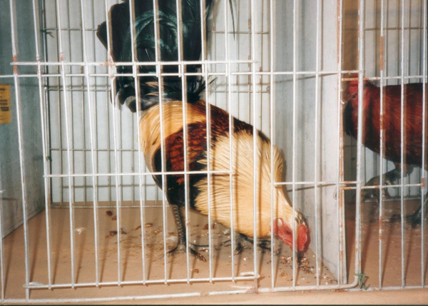 Holcombe old English Game Fowl show - Old Dun House
14-Leisure-04-Events-000-General
Keywords: 1996