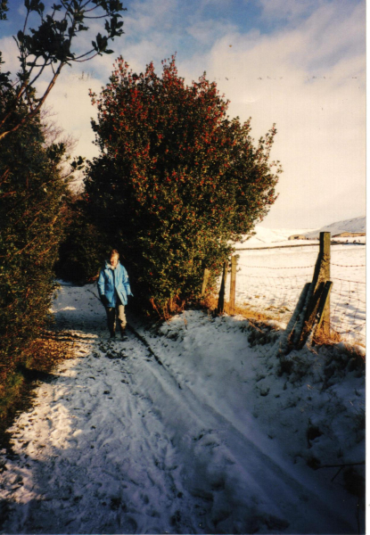 Walker comes down Hollins Lane, Shuttleworth past the hollies loaded with berries 
17-Buildings and the Urban Environment-05-Street Scenes-023-Shuttleworth Area
Keywords: 1997