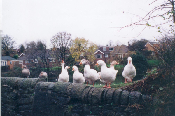 Beware guest on guard at Springwood Lodge 
17-Buildings and the Urban Environment-05-Street Scenes-006-Carr Street and Tanners area
Keywords: 2001