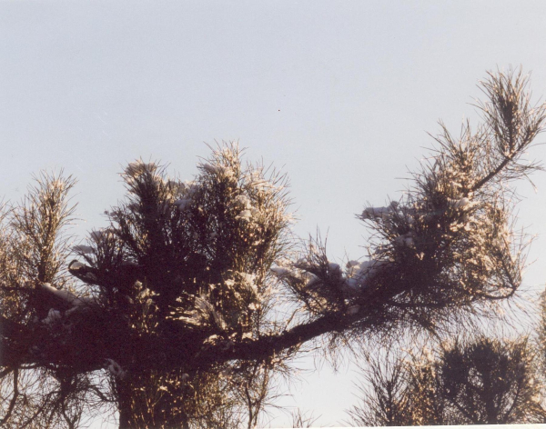 Christmas Decorations - View of trees 
animal
Keywords: 2001