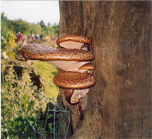 Filename=RHSDC21-COMP-HPC2001TC-010.JPG
Filesize=356KiB
Dimensions=1800x1653
Date added=Feb 07, 2026 RHSDC21-COMP-HPC2001TC-010.JPG