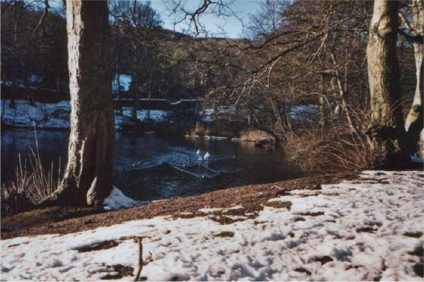 Ducks on Springwood Lodge 
17-Buildings and the Urban Environment-05-Street Scenes-006-Carr Street and Tanners area
Keywords: 2003