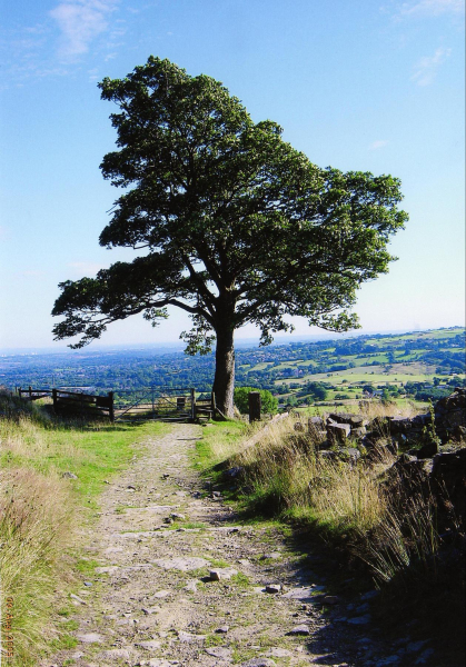 On the slopes of Holcombe Hill 
18-Agriculture and the Natural Environment-03-Topography and Landscapes-001-Holcombe Hill
Keywords: 2005