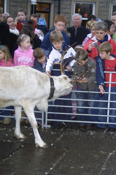 Reindeer in Market Place, Christmas Markets 
14-Leisure-04-Events-006-Markets
Keywords: 2008