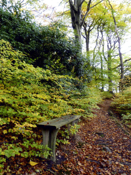 Autumn Leaves in woods at the end of Nuttall Hall Road
19-Animals and Plants-01-General-000-General
Keywords: 2010