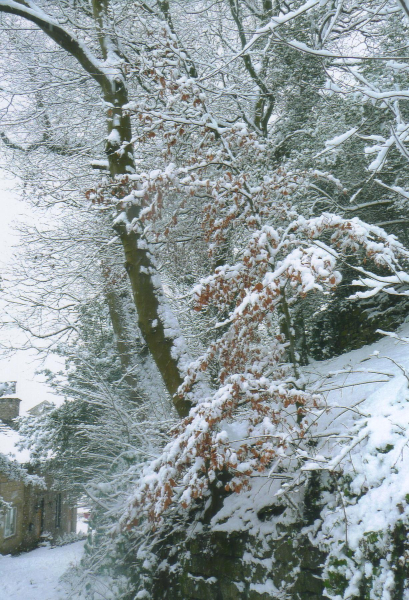 snowy view
18-Agriculture and the Natural Environment-03-Topography and Landscapes-000-General

Keywords: 2011