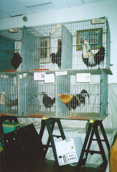 Holcombe Old English Game Fowl Club Annual Show, British Legion
14-Leisure-04-Events-000-General
Keywords: 2012